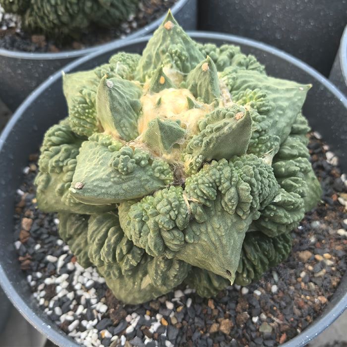 Ariocarpus Retusus Cv. Cauliflower