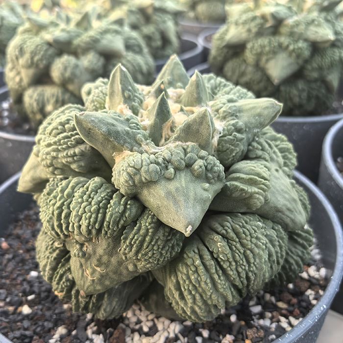 Ariocarpus Retusus Cv. Cauliflower