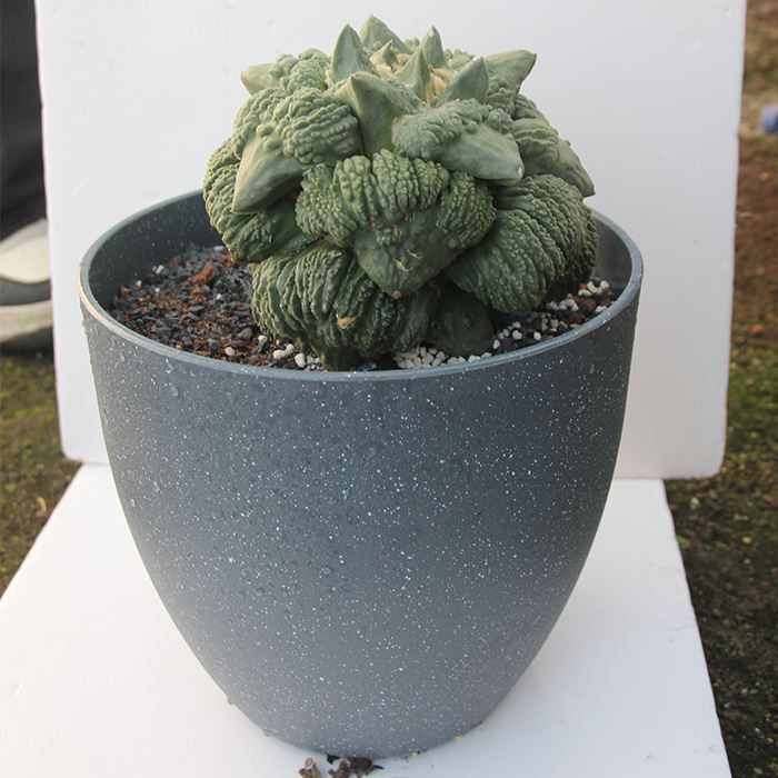 Ariocarpus Retusus Cv. กะหล่ำดอก