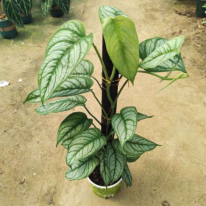 พืช Monstera Siltepecana