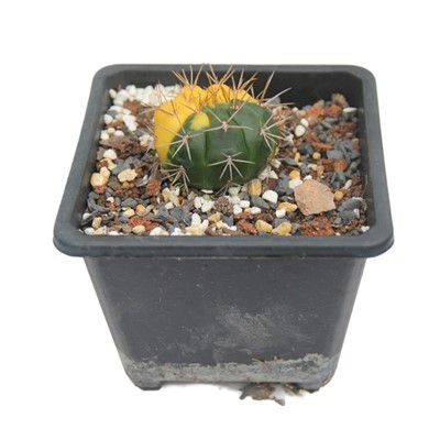 Gymnocalycium Eurypleurum แตกต่างกัน