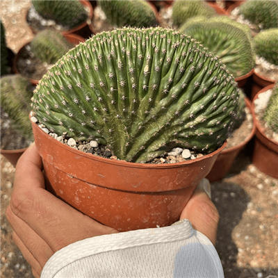 Lobivia หรือ Echinopsis Flambeau Cristata